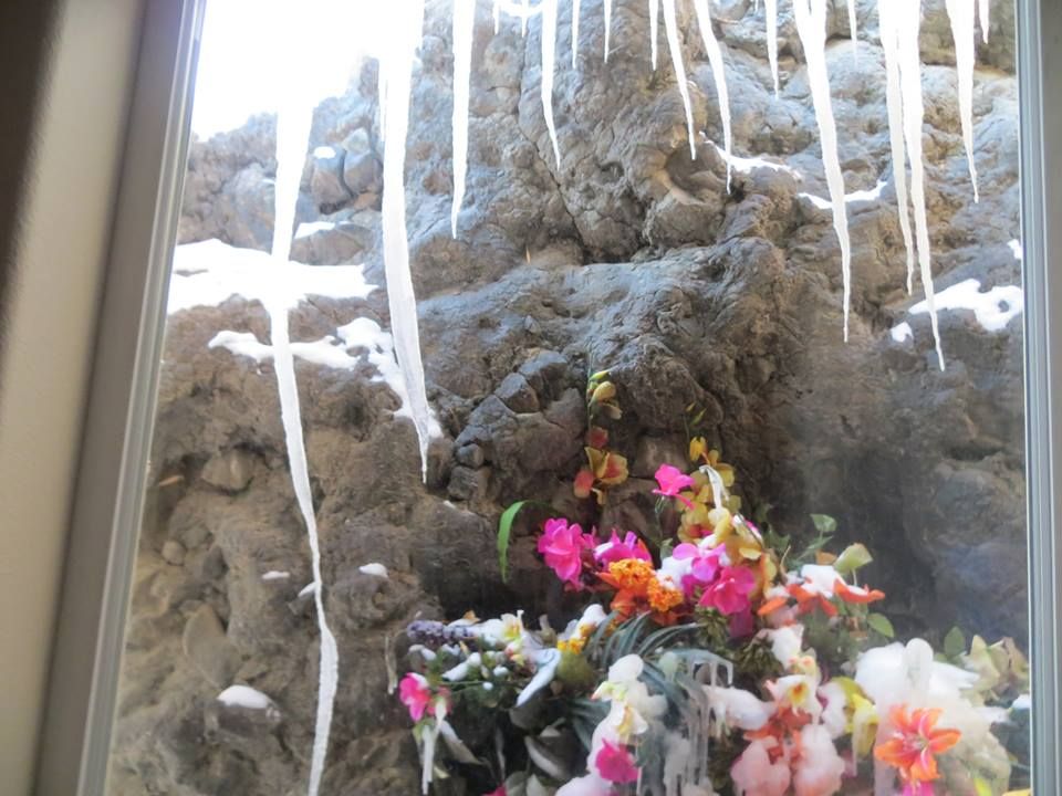 Flowers and snow